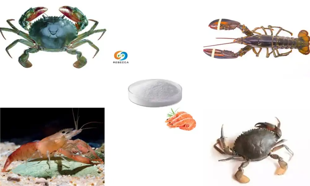 What is chitosan made from?